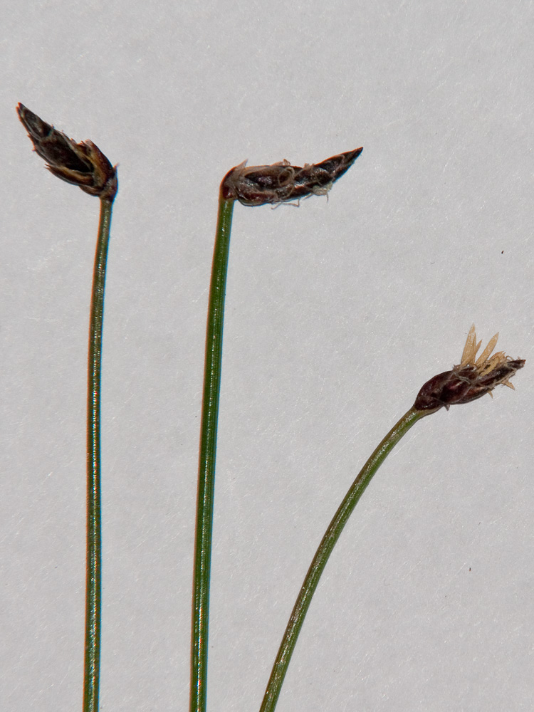 Image of Eleocharis kamtschatica specimen.