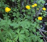 Trollius europaeus. Верхушки побегов с цветками. Мурманская обл., Кандалакшский р-н, окр. пос. Лувеньга, ельник с примесью берёзы. 30.06.2010.