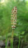 Equisetum palustre