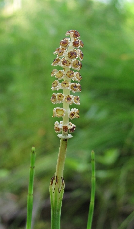 Image of Equisetum palustre specimen.