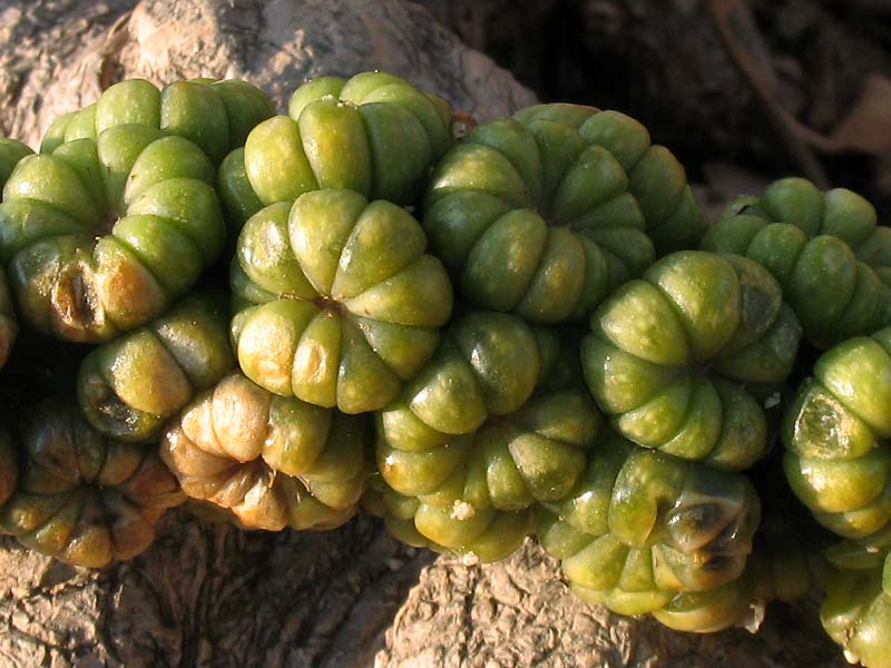 Image of Phytolacca dioica specimen.