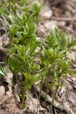 Mercurialis perennis. Цветущие растения. Ленинградская обл., Ломоносовский р-н, дер. Лопухинка, каньон в истоке р. Лопухинка. 15.04.2012.