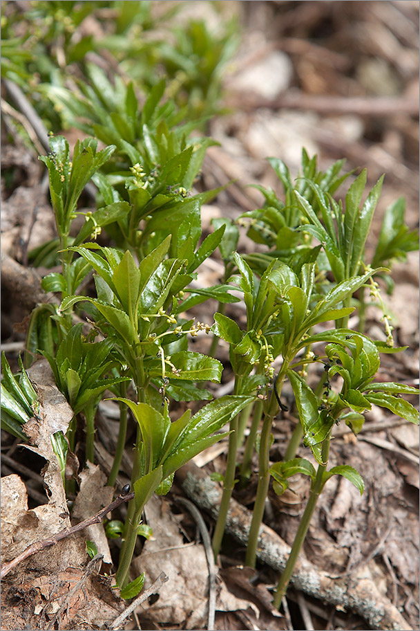 Изображение особи Mercurialis perennis.