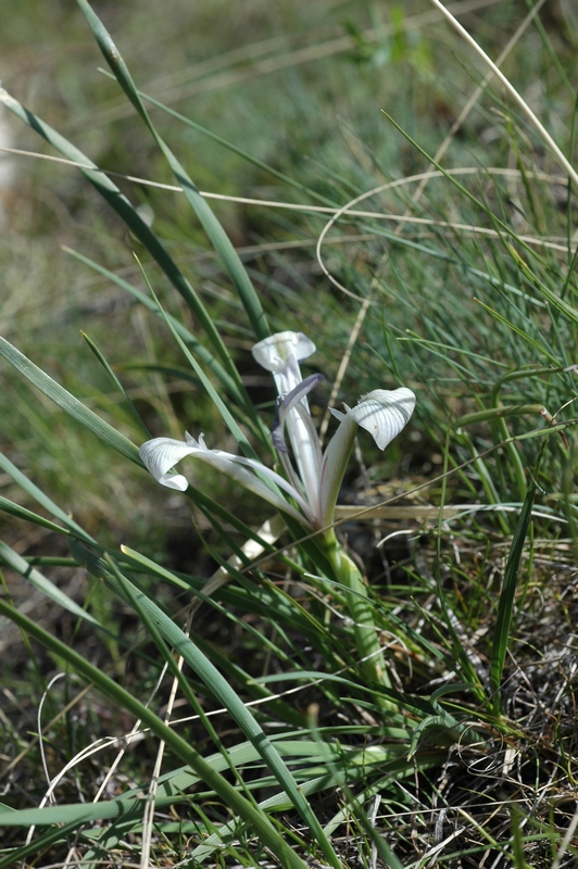 Image of Iris loczyi specimen.