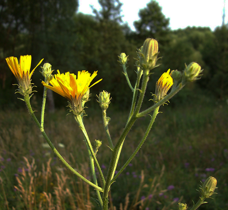 Image of Picris hieracioides specimen.