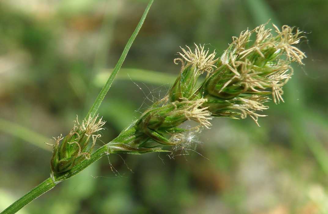 Изображение особи Carex spicata.