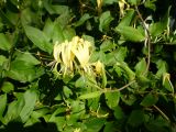Lonicera japonica