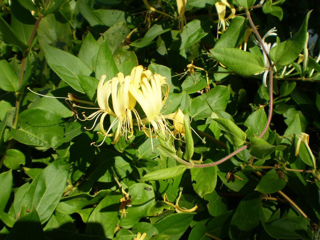 Изображение особи Lonicera japonica.