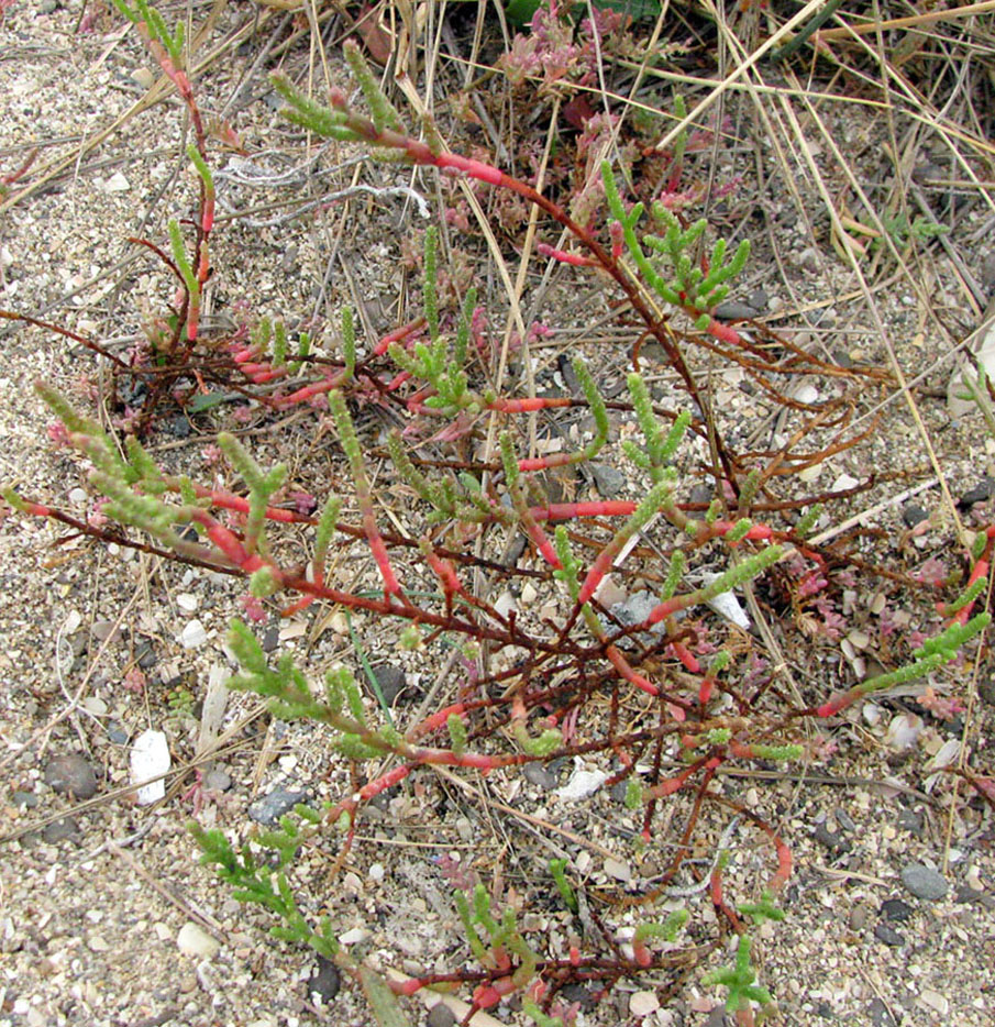 Изображение особи Salicornia perennans.