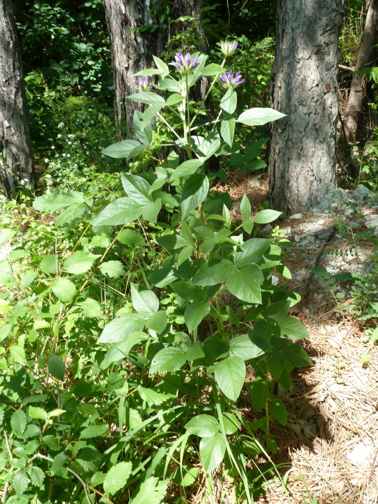 Изображение особи Psoralea bituminosa ssp. pontica.