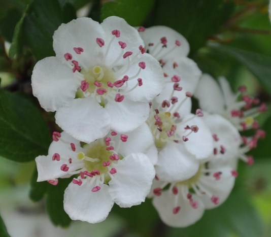 Изображение особи род Crataegus.