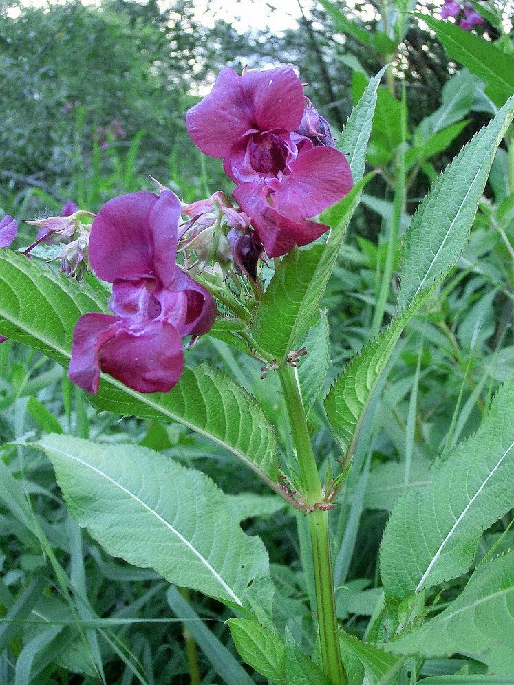 Image of Impatiens glandulifera specimen.
