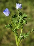 Nemophila menziesii