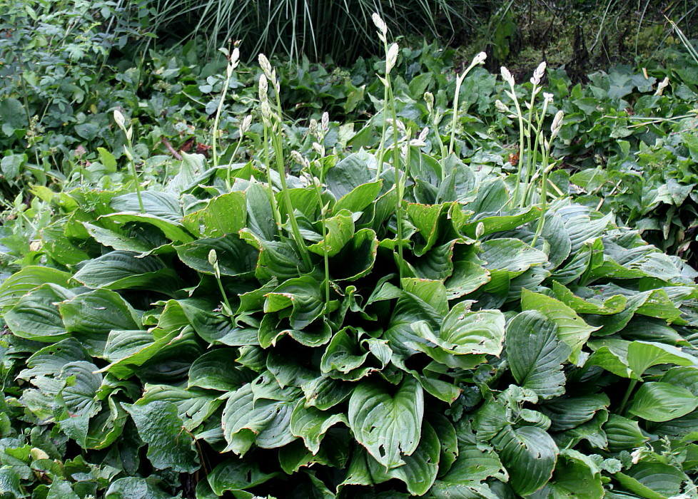 Изображение особи род Hosta.