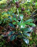 Chimaphila umbellata