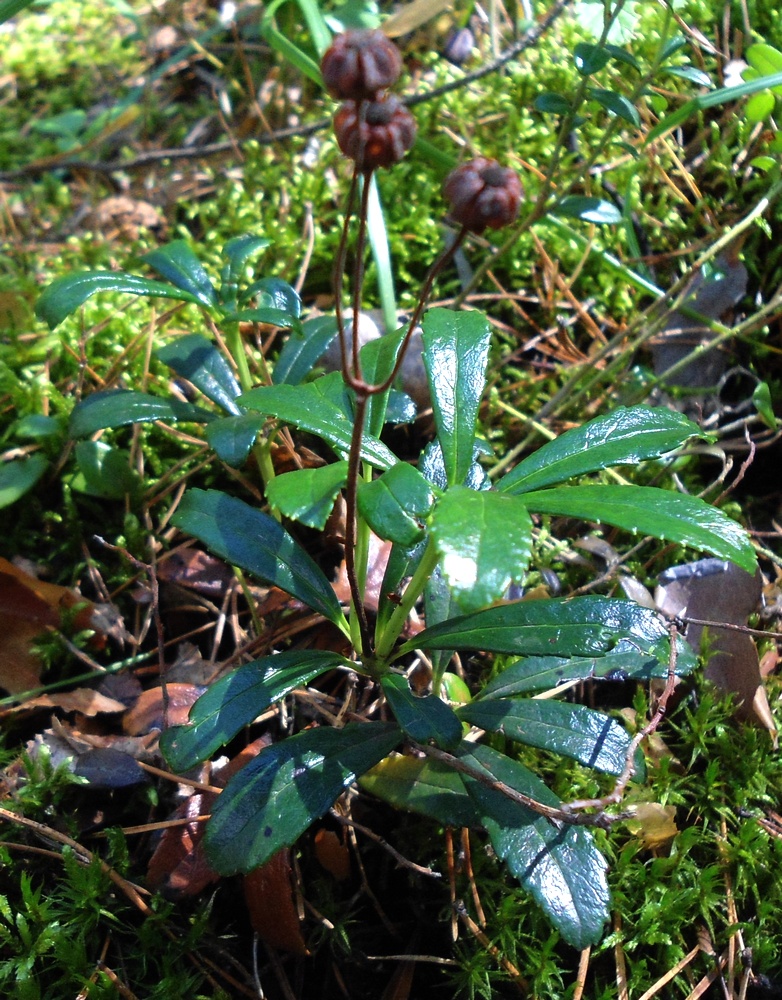 Image of Chimaphila umbellata specimen.