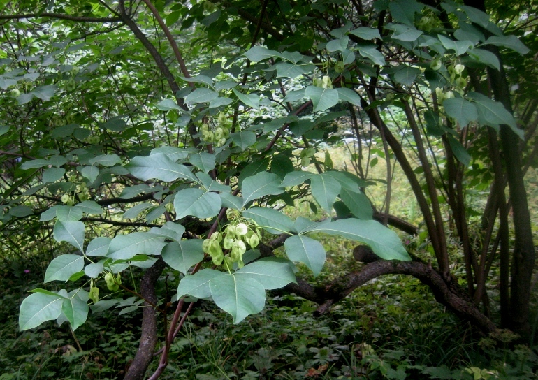Image of Ptelea trifoliata specimen.