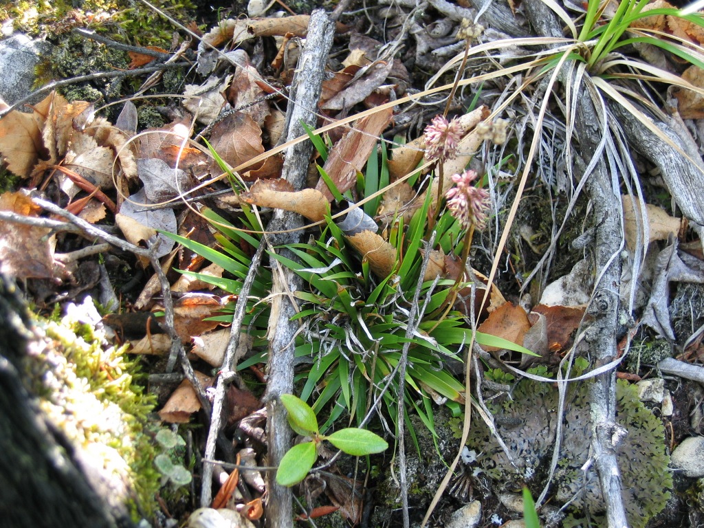 Image of Tofieldia coccinea specimen.