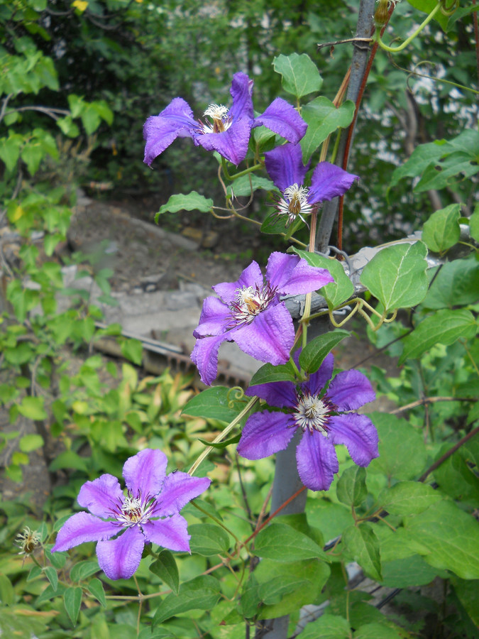 Image of Clematis × jackmanii specimen.