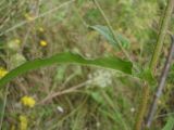 Picris hieracioides