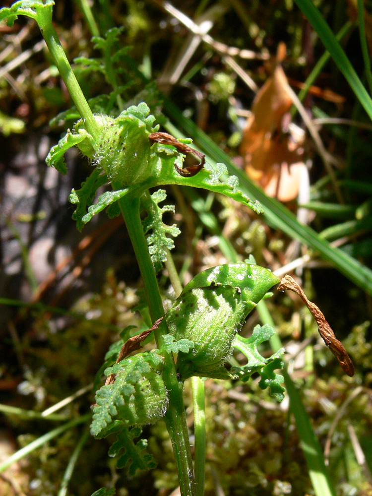 Изображение особи Pedicularis palustris.