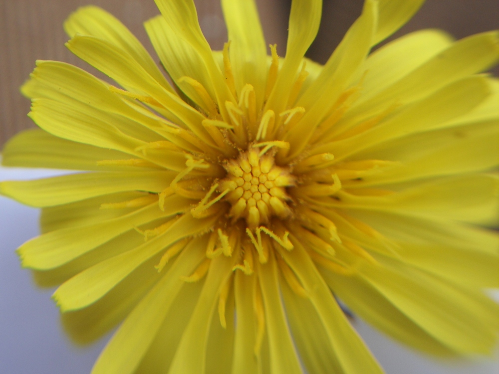 Изображение особи Taraxacum serotinum.