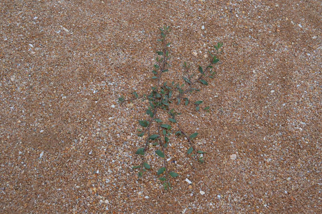 Изображение особи Polygonum maritimum.