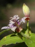 Tricyrtis hirta