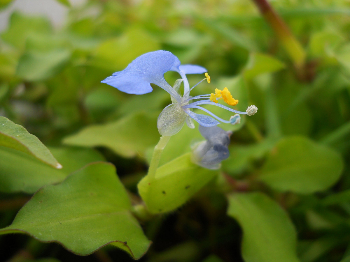 Image of Commelina communis specimen.