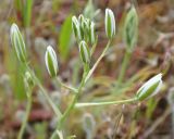 Ornithogalum comosum