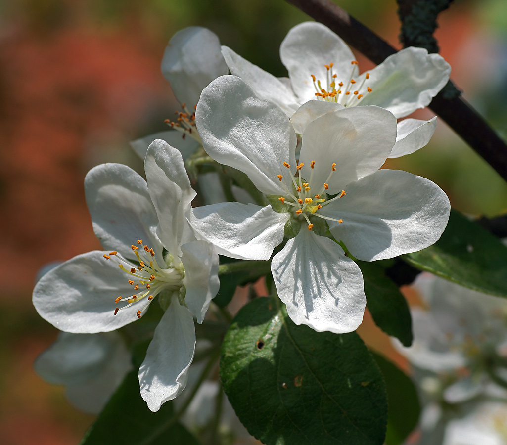 Изображение особи Malus domestica.