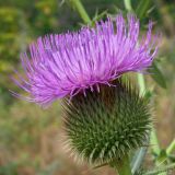 Cirsium serrulatum. Соцветие. Ростовская обл., Неклиновский р-н, Николаевское с/п дол. р. Миус. 17.07.2012.