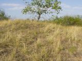 genus Stipa