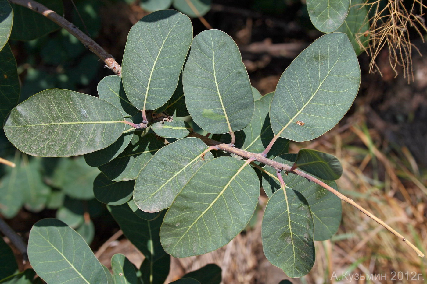 Image of Cotinus coggygria specimen.