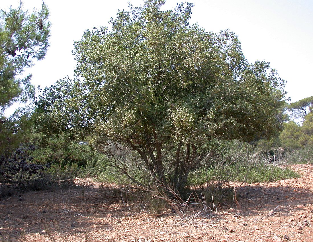 Image of Quercus calliprinos specimen.