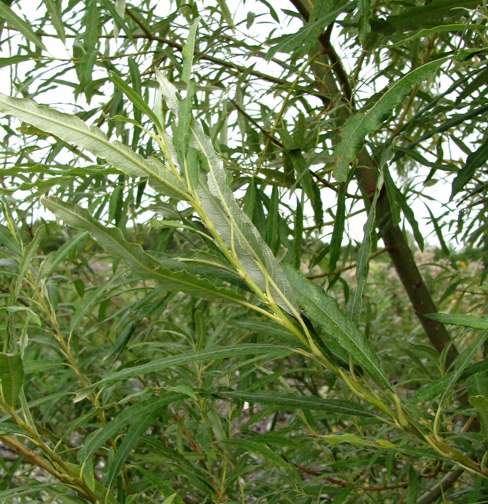 Image of Salix &times; stipularis specimen.