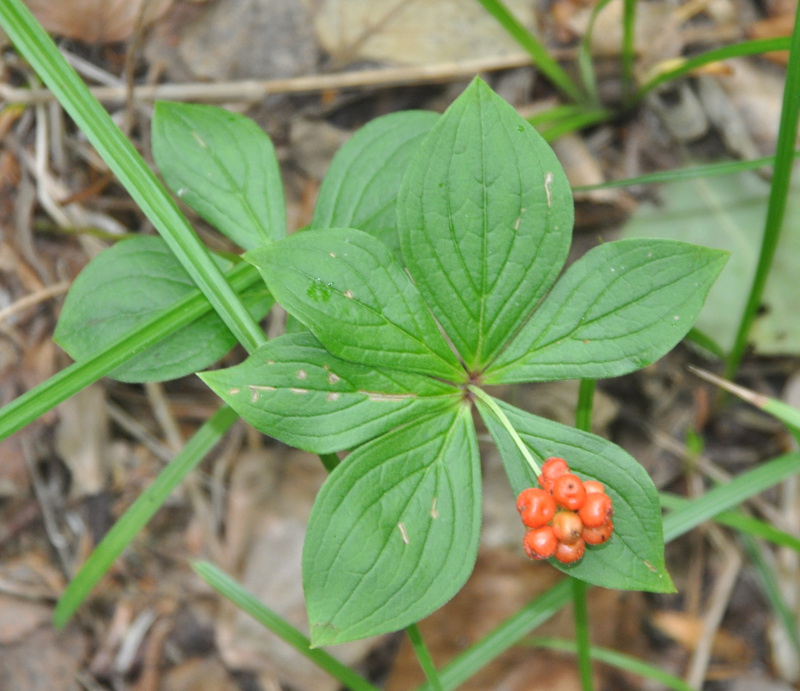 Image of Chamaepericlymenum canadense specimen.