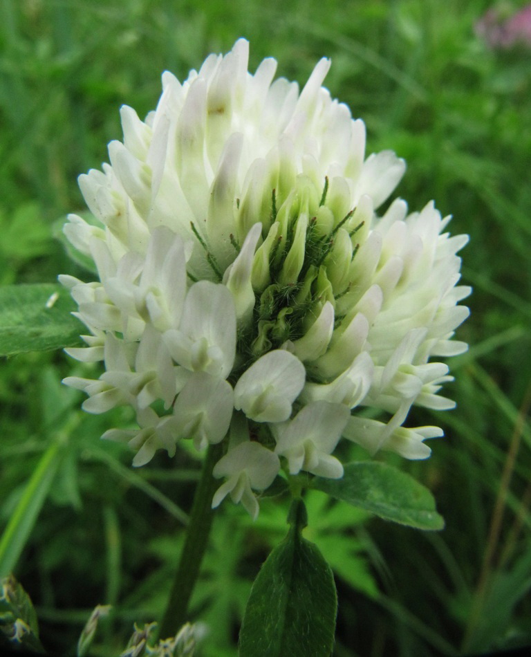 Изображение особи Trifolium pratense.