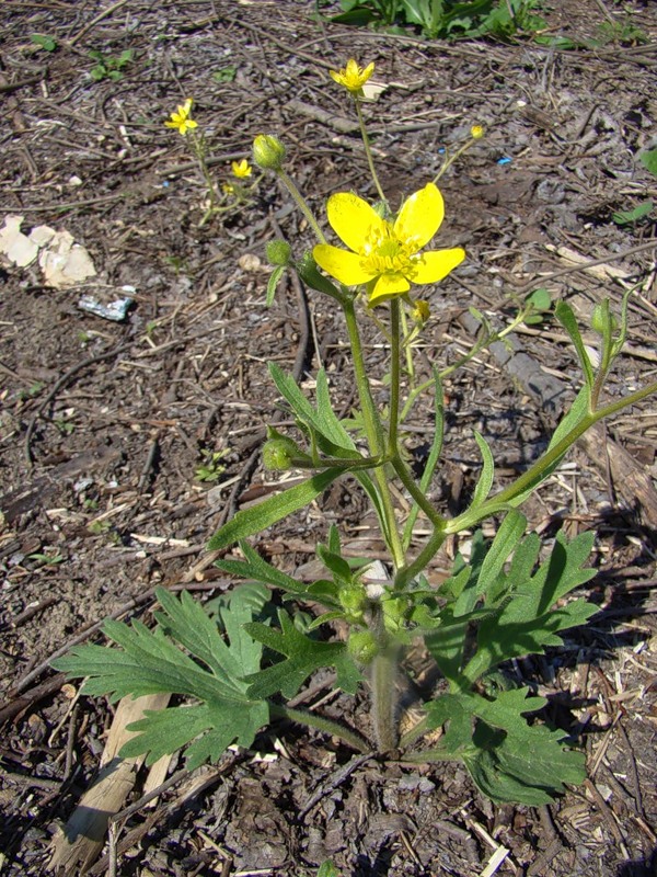 Image of Ranunculus oxyspermus specimen.