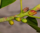 Ficus elastica