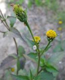 Bidens pilosa. Верхушка растения с соцветиями. Израиль, г. Беэр-Шева, сорняк в живой изгороди. 26.01.2013.