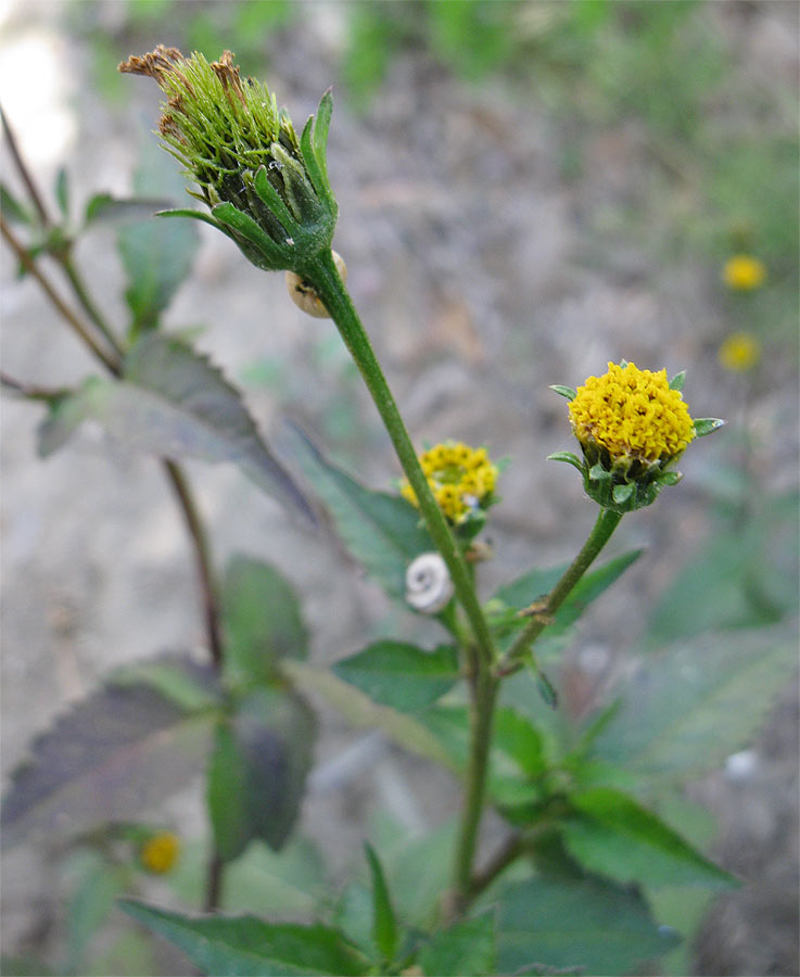 Изображение особи Bidens pilosa.