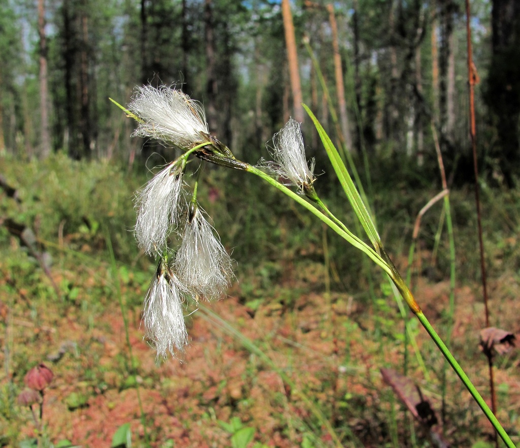 Изображение особи Eriophorum angustifolium.