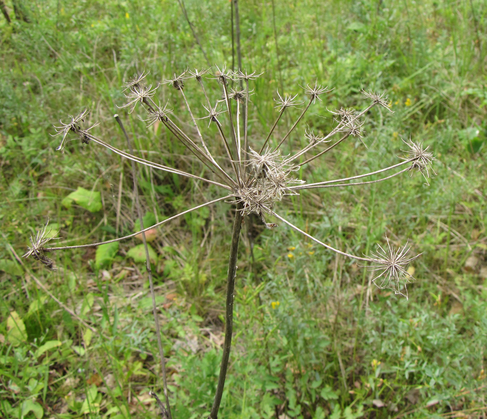 Image of Cervaria rivinii specimen.