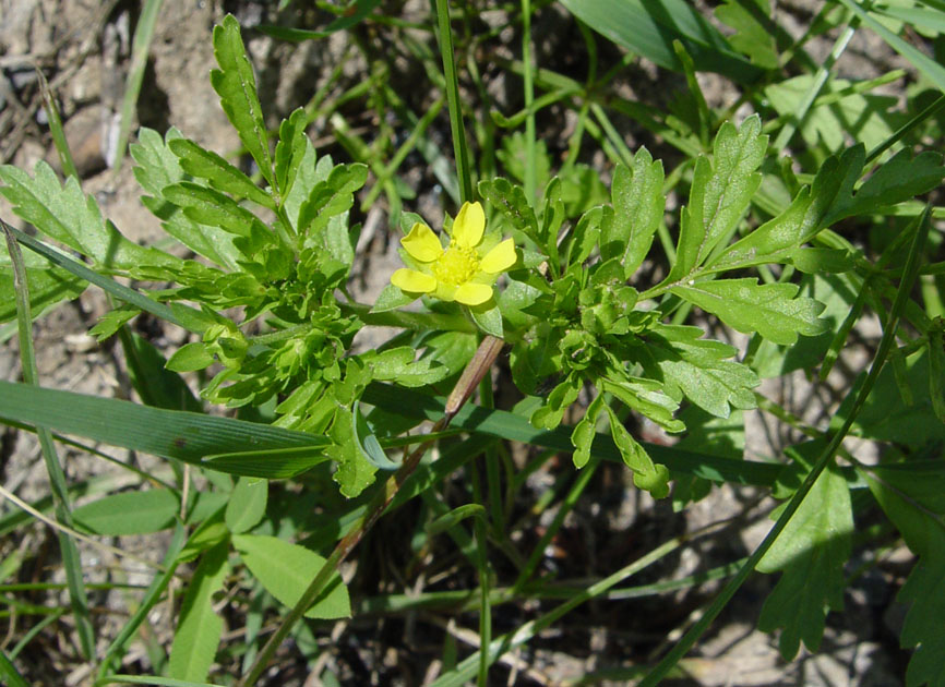 Image of Potentilla supina ssp. paradoxa specimen.