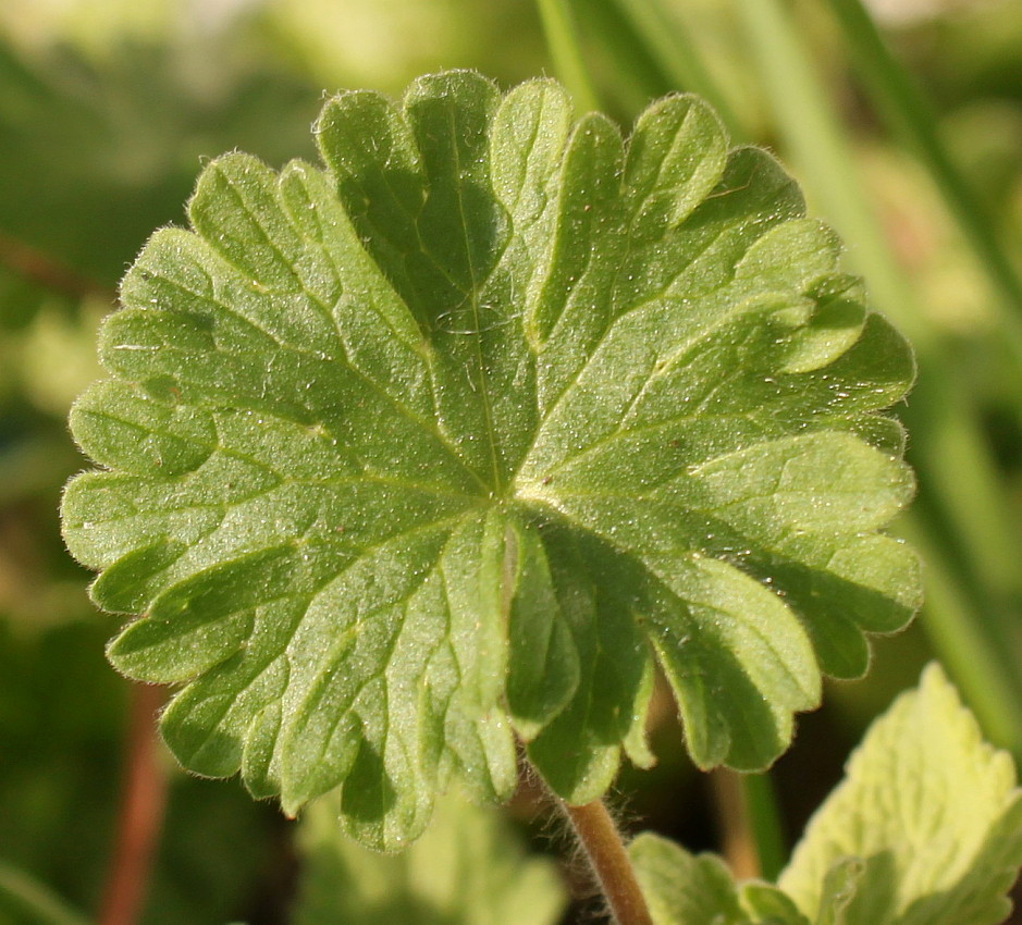 Image of Geranium rotundifolium specimen.