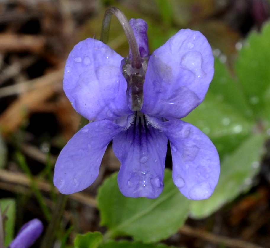 Изображение особи род Viola.