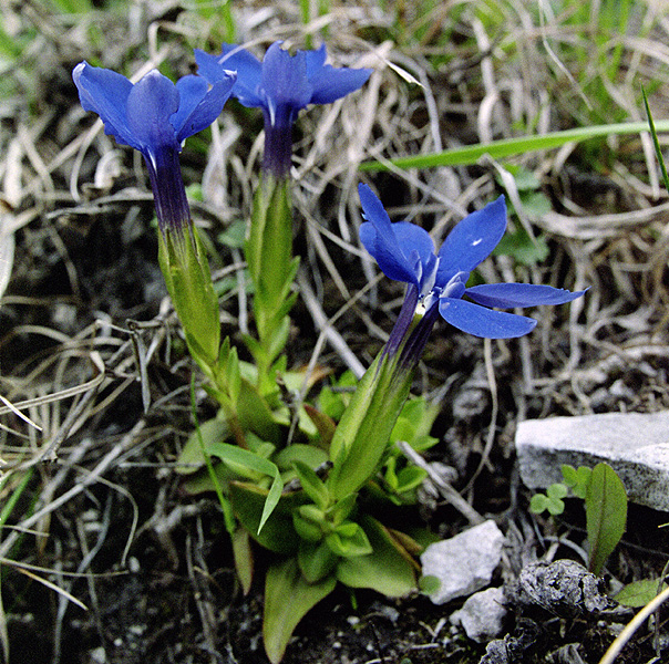 Image of Gentiana angulosa specimen.
