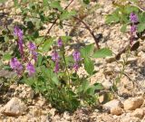 genus Polygala. Цветущее растение. Нагорный Карабах, Мартунинский р-н, окр. дер. Схторашен. 06.05.2013.