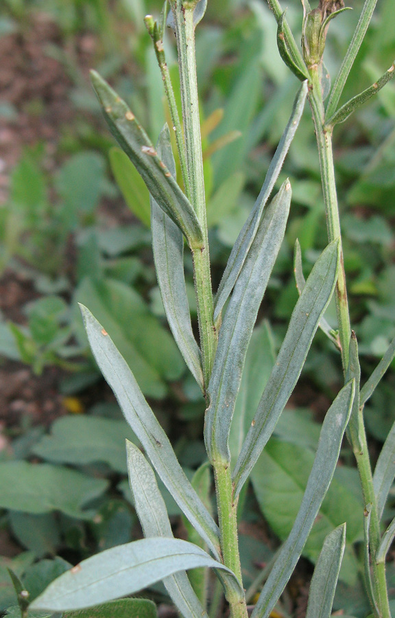 Image of Linum pallasianum specimen.